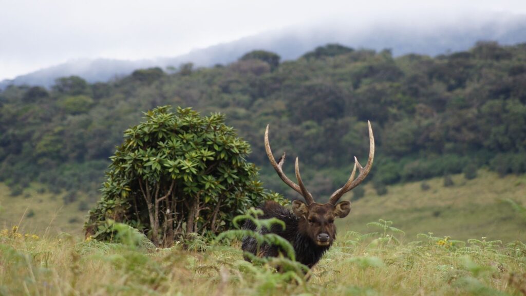 Best Wildlife Parks and Safaris You Should Go To In Sri Lanka