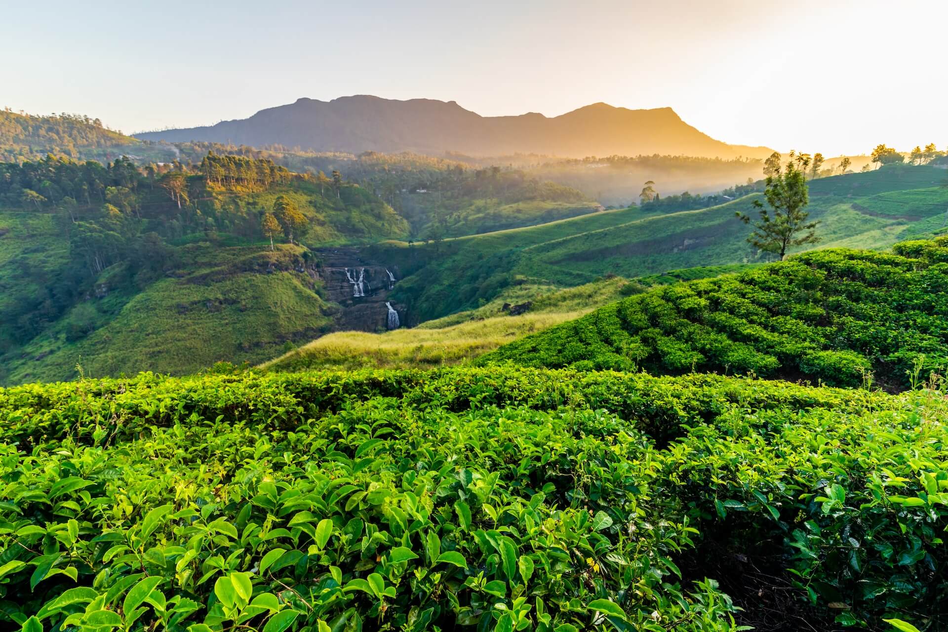 tea-plantation-and-st-claire-waterfall-at-sunrise-2025-01-09-17-54-57-utc