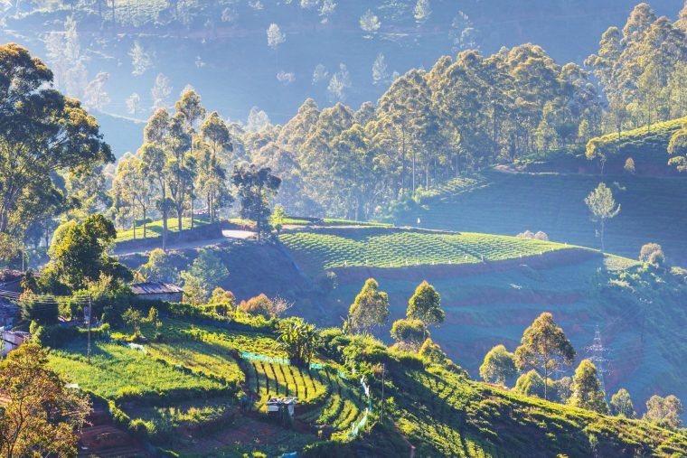Fields on Sri Lanka